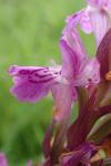 Dactylorhiza occitanica
