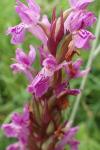 Dactylorhiza occitanica