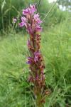 Dactylorhiza occitanica