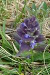 Ajuga pyramidalis
