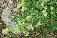 Alchemilla alpina