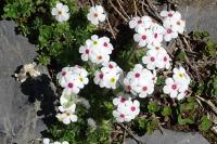 Androsace villosa