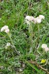 Antennaria dioica