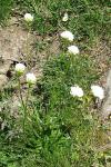 Armeria pubinervis