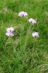 Cardamine pratensis