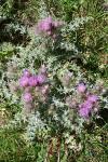 Carduus carlinoides