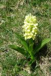 Dactylorhiza sambucina