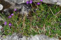 Erinus alpinus
