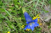 Gentiana acaulis