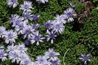 Globularia repens