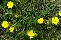 Potentilla aurea