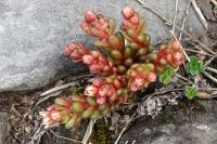 Sedum atratum