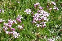 Silene acaulis subsp. bryoides