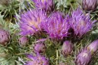 Carduus carlinoides