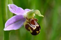 Ophrys apifera