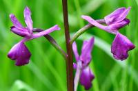 Anacamptis laxiflora