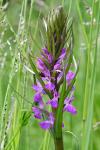Dactylorhiza elata
