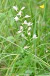 Cephalanthera longifolia