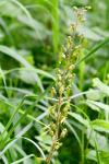 Neottia ovata