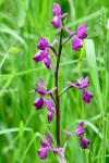 Anacamptis laxiflora