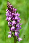 Dactylorhiza elata