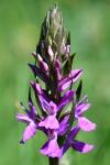 Dactylorhiza elata