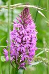 Anacamptis pyramidalis