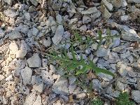 Lactuca perennis