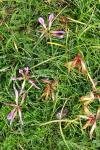 Trifolium alpinum