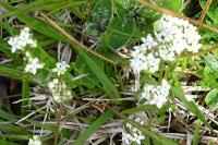 Galium saxatile
