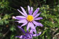 Aster alpinus