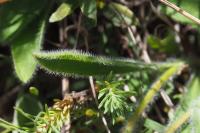 Aster alpinus