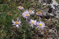 Aster alpinus
