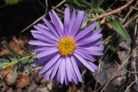 Aster alpinus