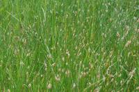 Eleocharis palustris
