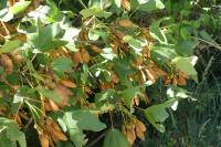 Acer monspessulanum