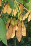 Acer monspessulanum