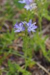 Veronica orsiniana