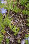 Veronica orsiniana