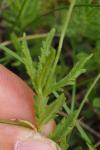 Veronica orsiniana