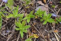 Veronica orsiniana
