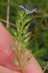 Veronica orsiniana