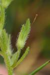 Veronica orsiniana