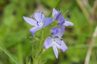 Veronica orsiniana
