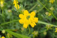 Coronilla minima