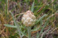 Rhaponticum coniferum