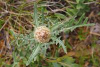 Rhaponticum coniferum