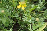 Coronilla minima
