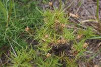 Plantago sempervirens