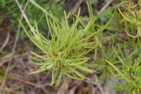 Plantago sempervirens
